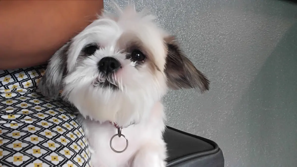 Clínica Veterinaria Mis Mascotas