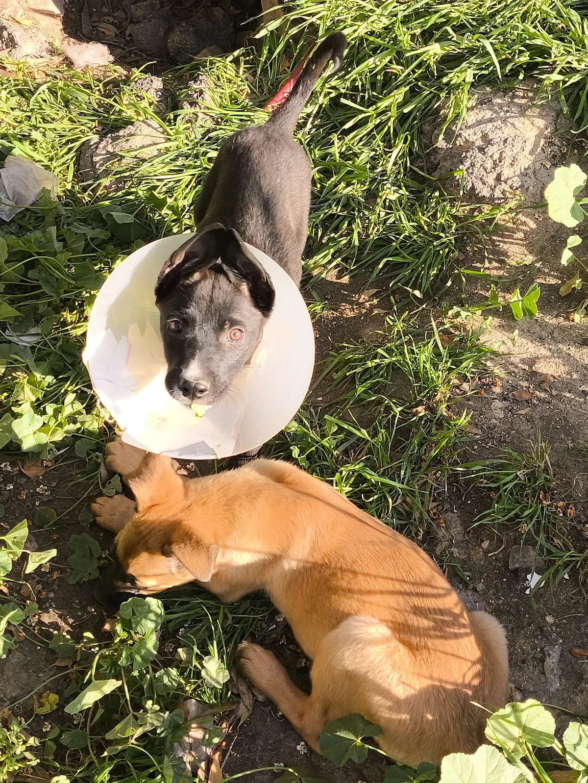 Clínica veterinaria Pura Vida — foto 2 de 3