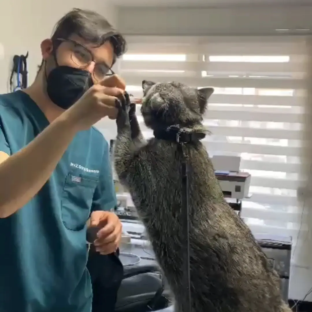 DOC PERRO Clínica Veterinaria ®️ — foto 2 de 3