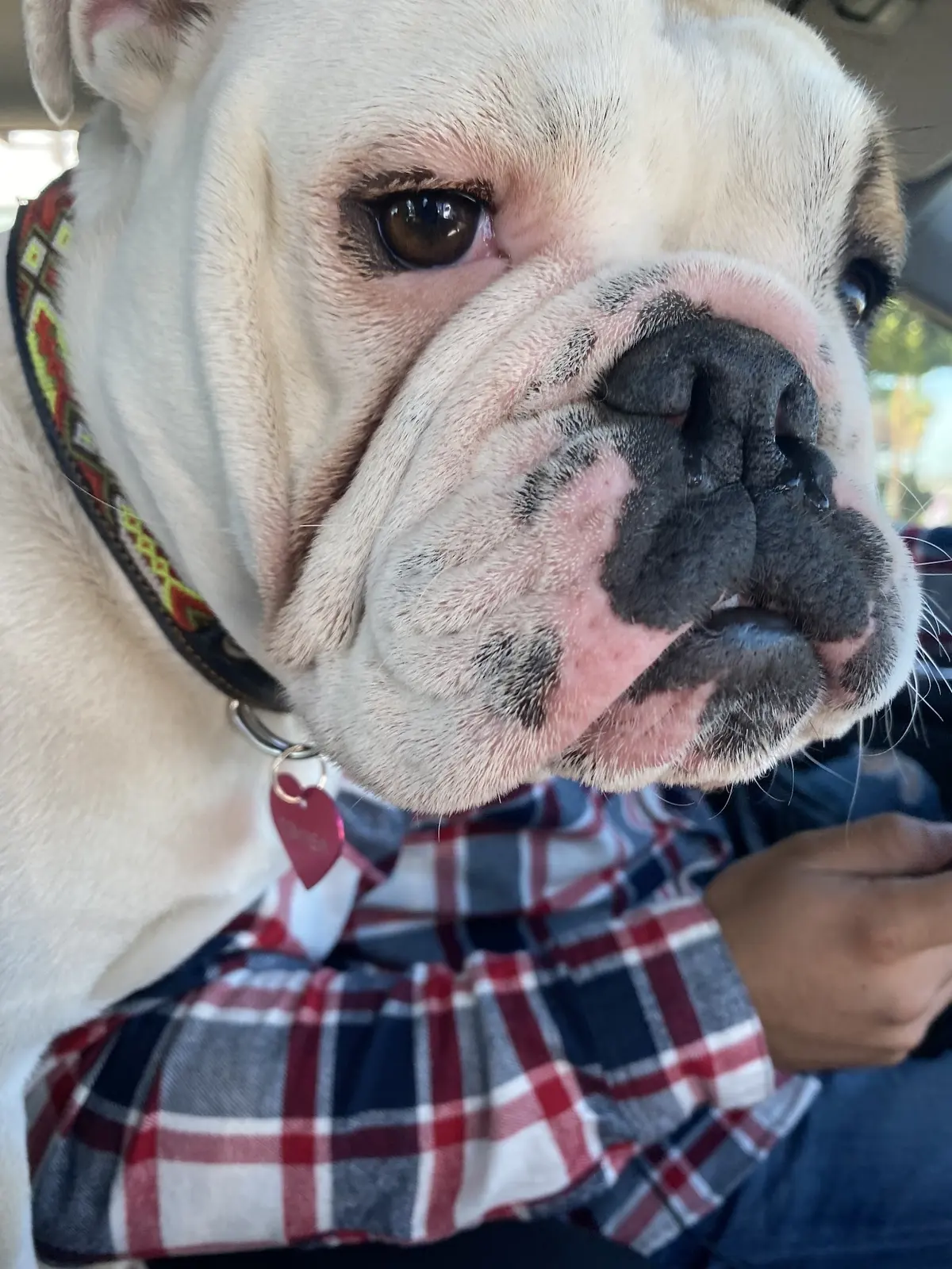 Dr.Vet Pet Emergency