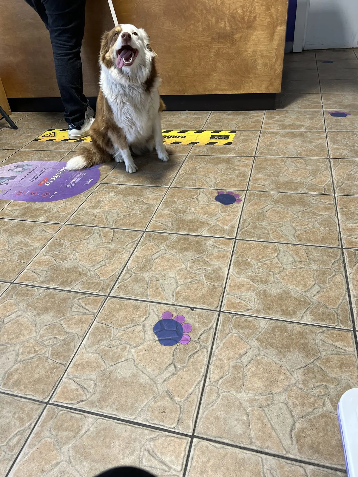 Petful
