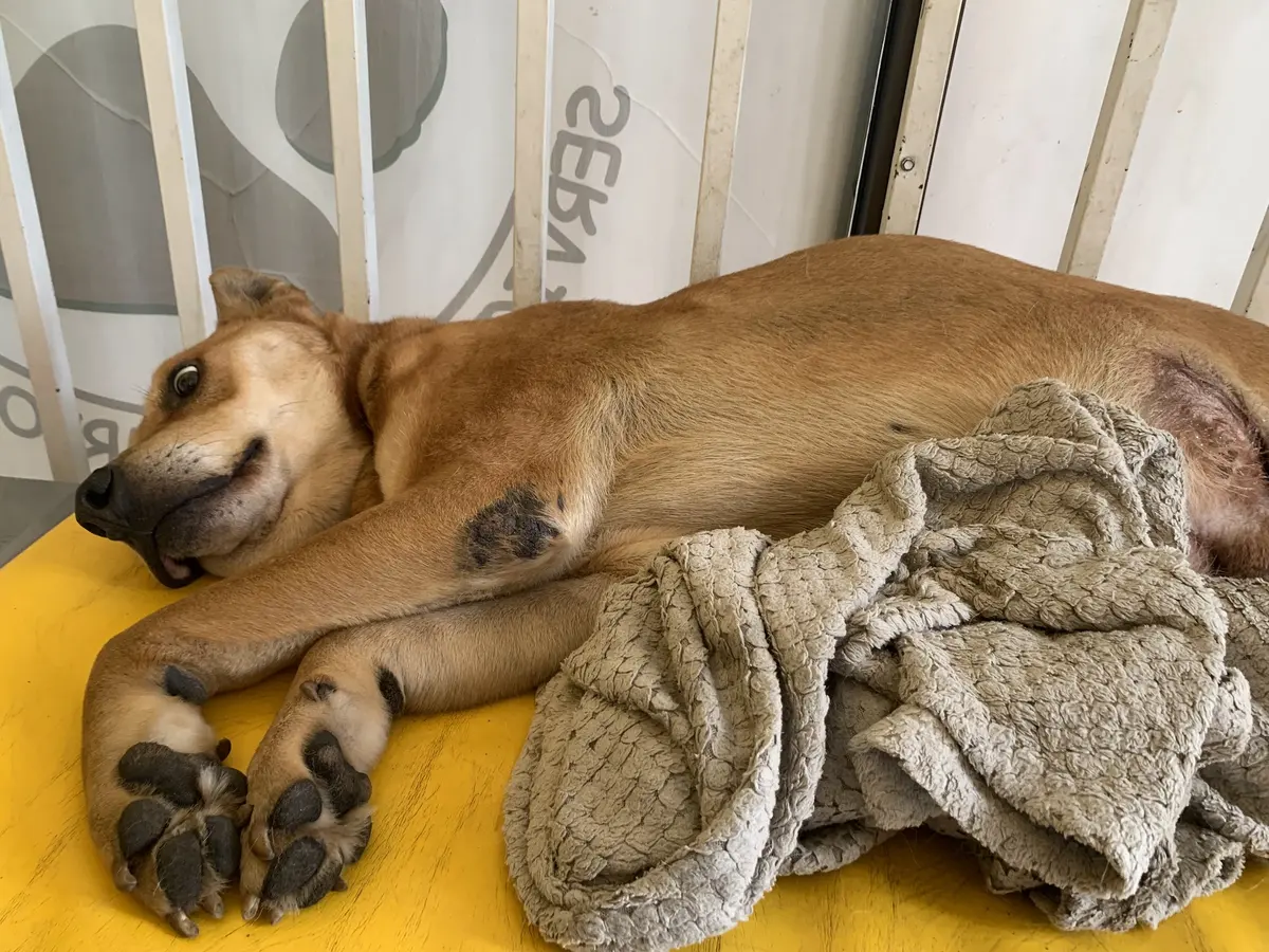 Servicio Veterinario California — foto 2 de 3
