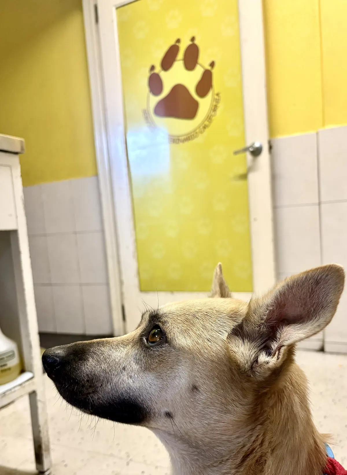 Servicio Veterinario California