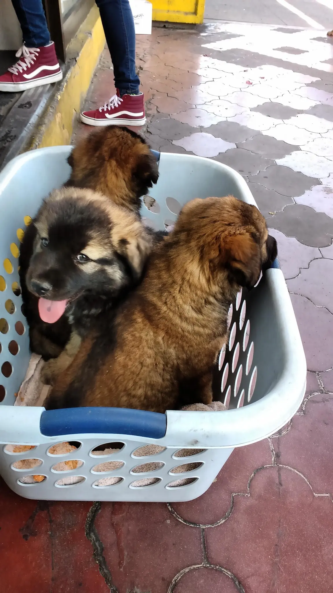 Servicio Veterinario California — foto 3 de 3