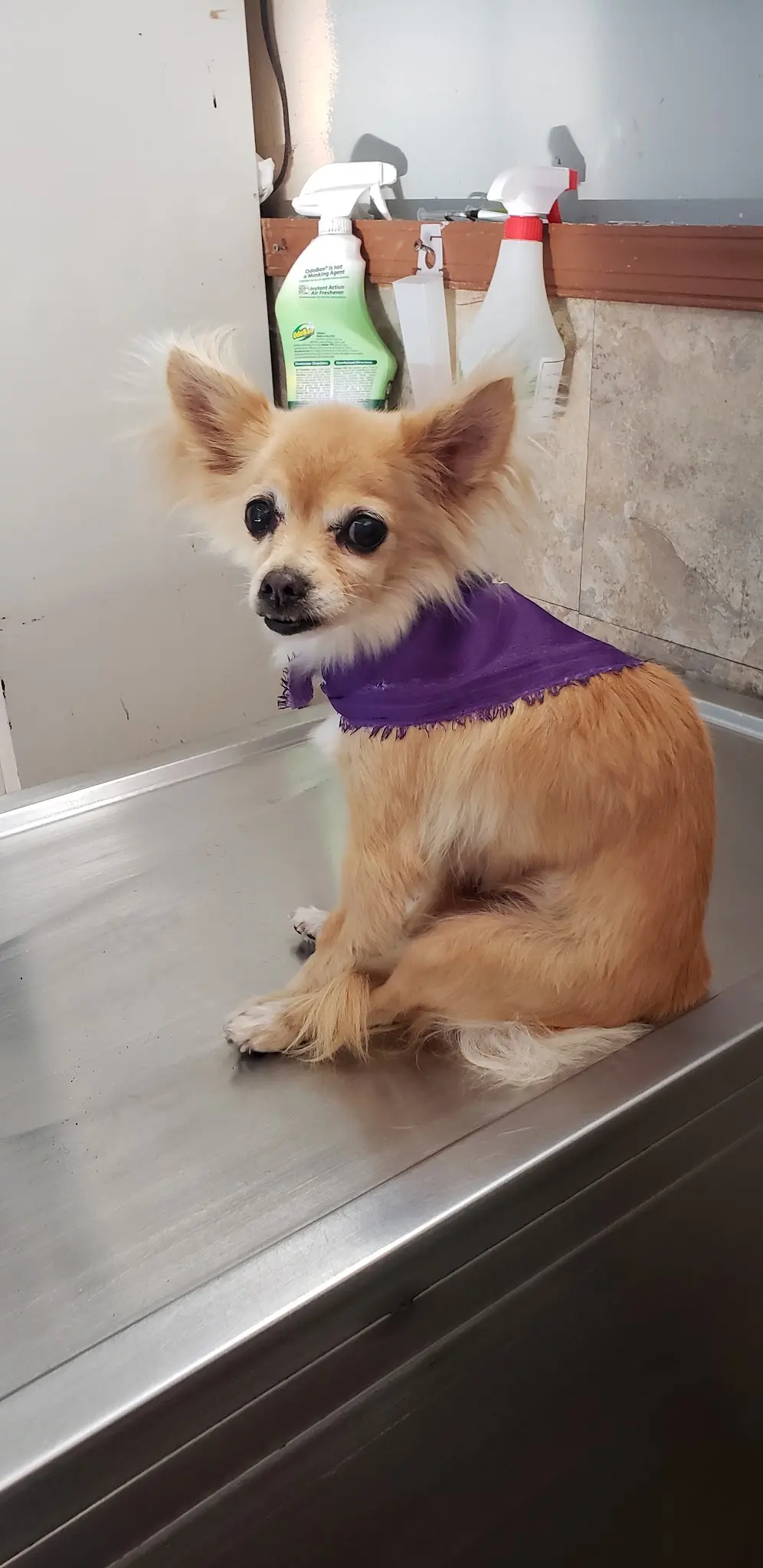 Veterinaria Gutiérrez