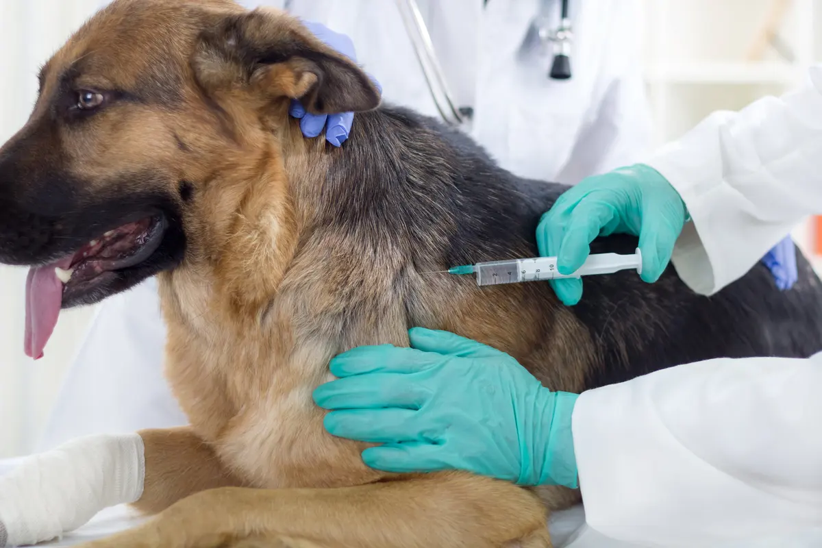 Clinica Veterinaria Central — foto 4 de 4