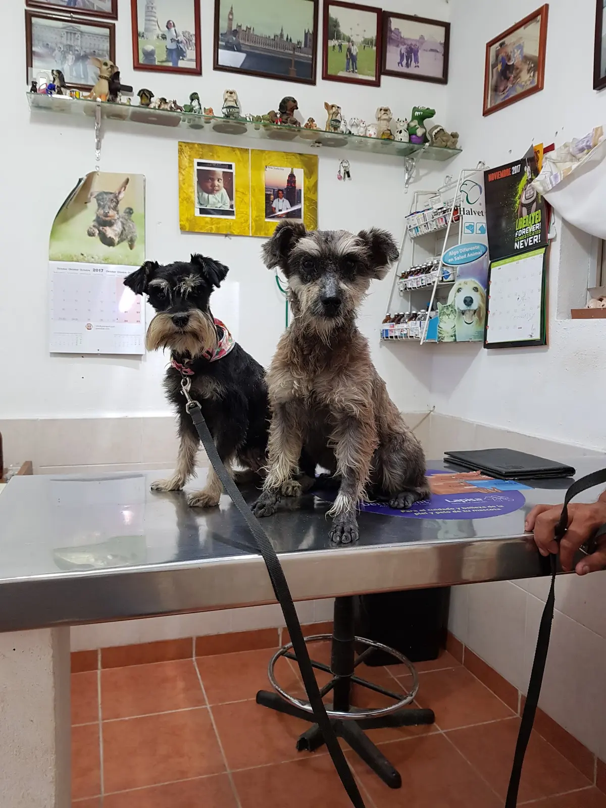Clínica Veterinaria RANGEL