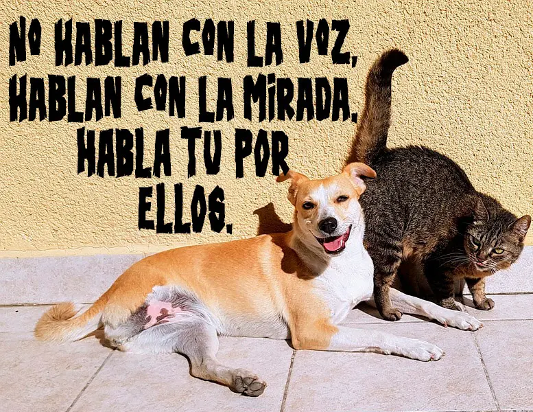centro veterinario chiapas