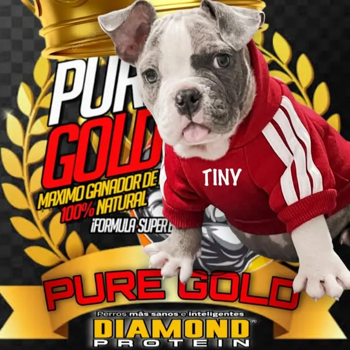 Vi Bully´s — foto 1 de 1
