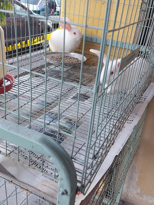 Veterinara San Antonio