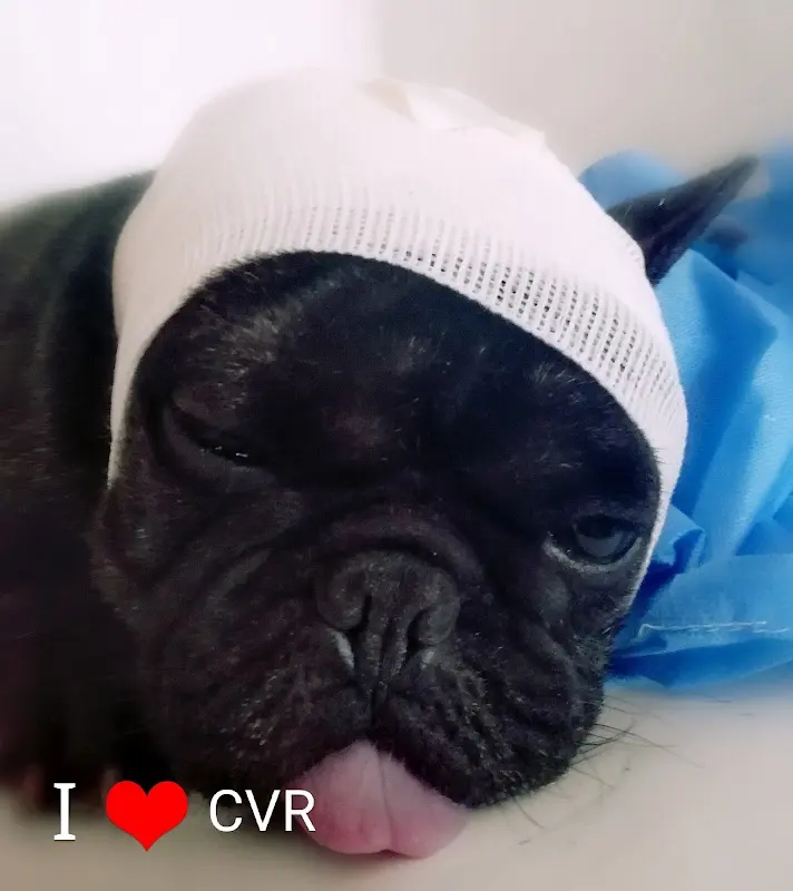 Hospital Veterinario Reforma