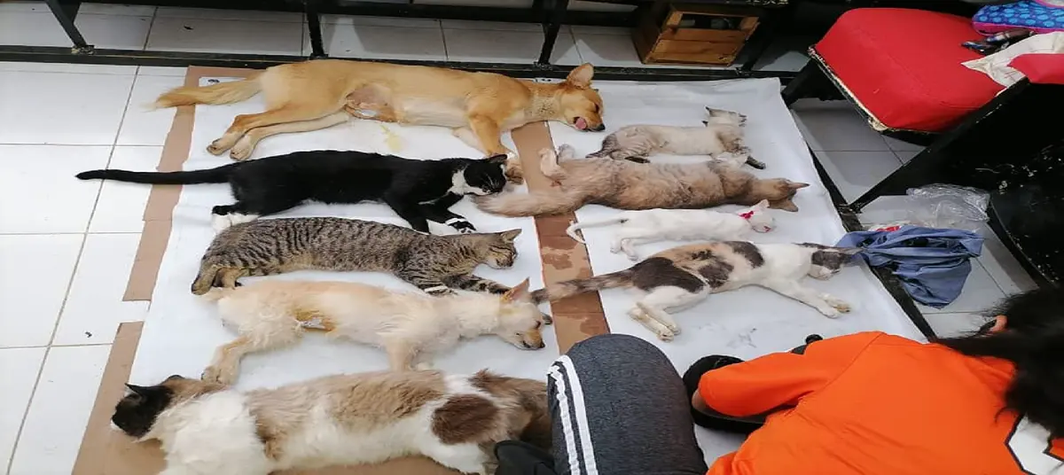 PANCHO`S MEDICAL PET CENTER AC — foto 2 de 4