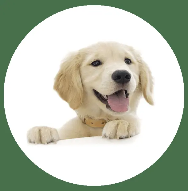 Clínica Veterinaria Tapachula
