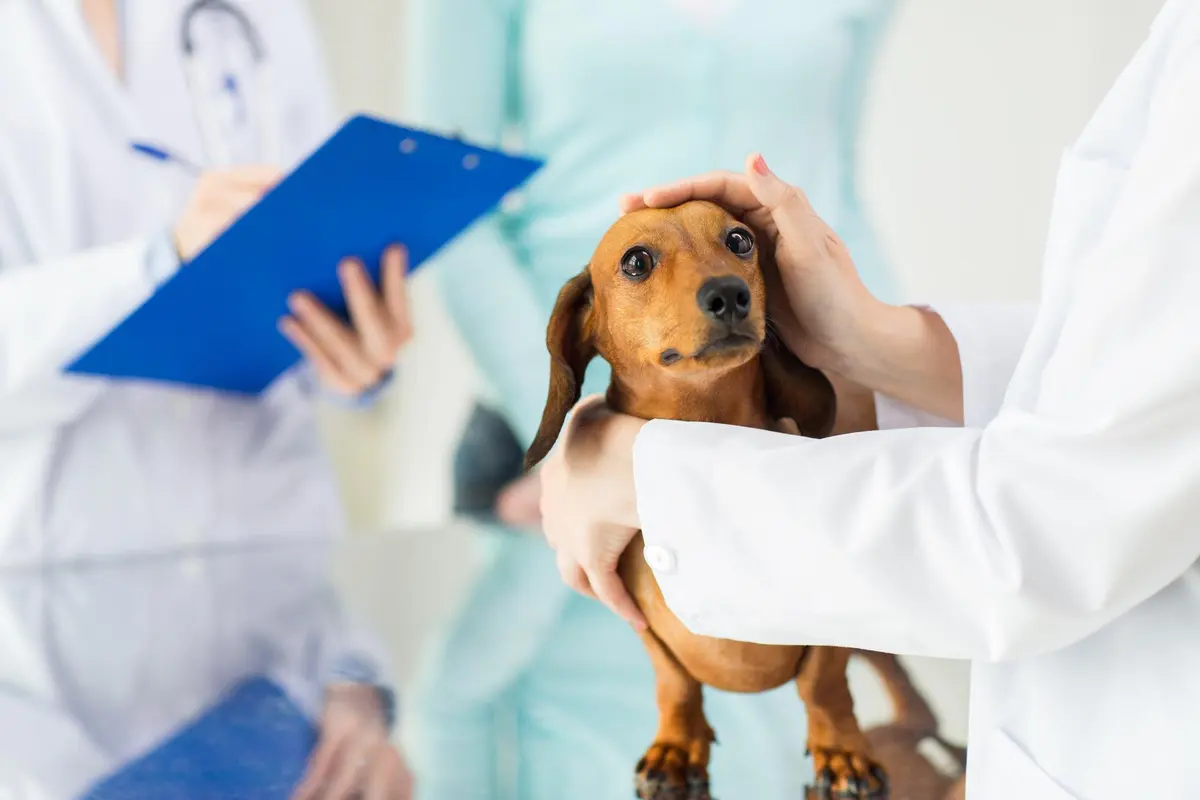 Gran Veterinaria Del Dr Cano