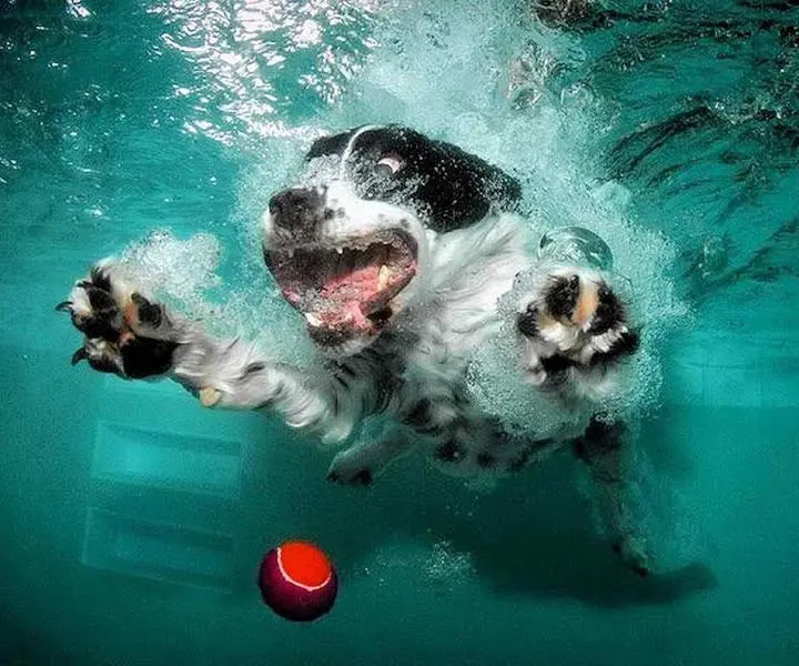 Rincón Canino