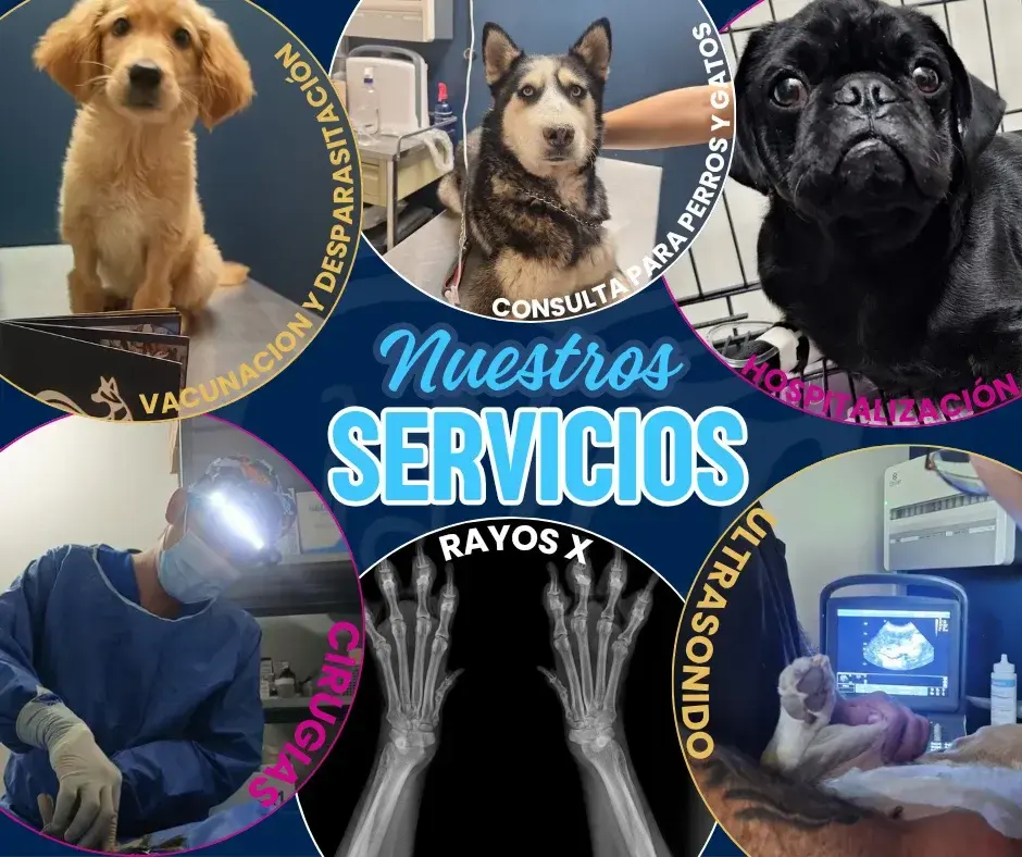 Clinica Veterinaria GAMAVET — foto 3 de 4