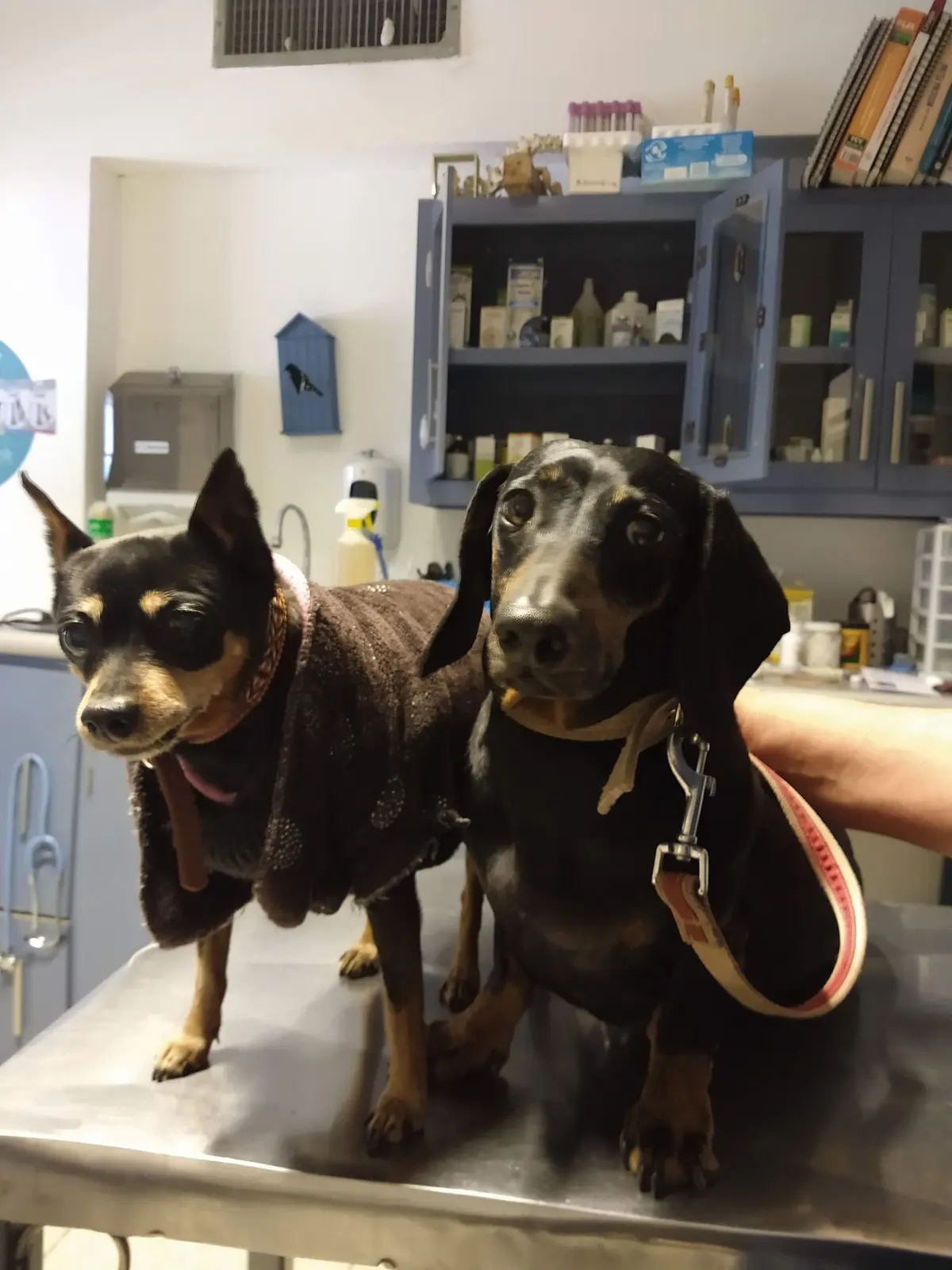 Consultorio Veterinario Dra. Laura Valdez — foto 2 de 3