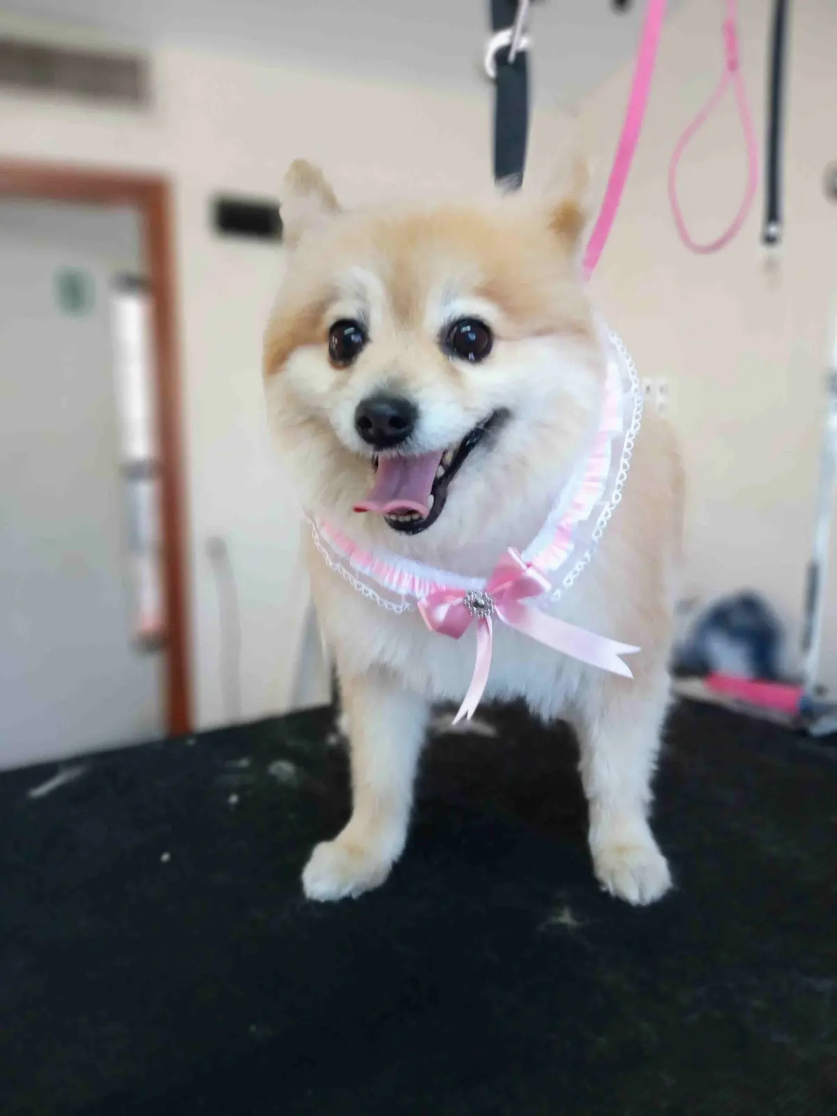 Veterinaria NOVA PETS en Delicias