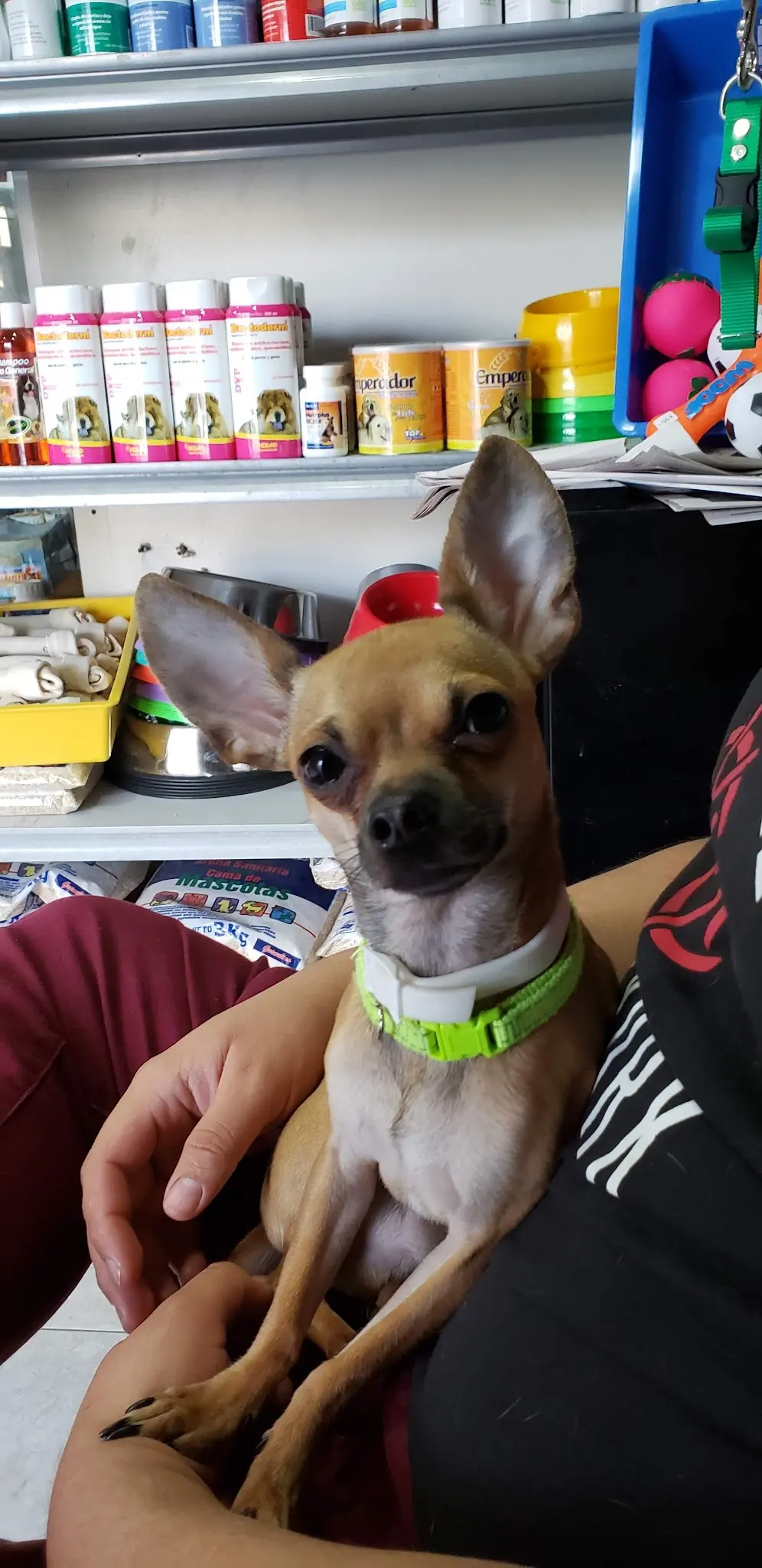 Doctor Pet — foto 4 de 4