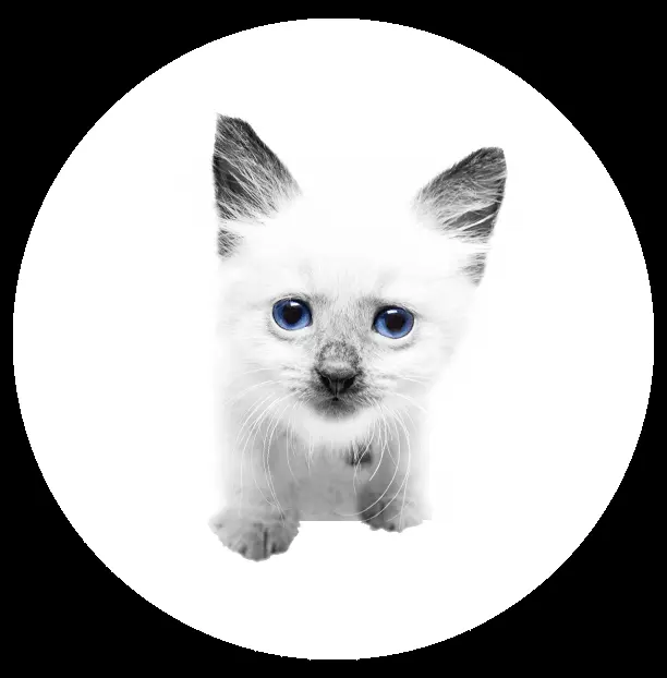 Doctor Pet — foto 2 de 4