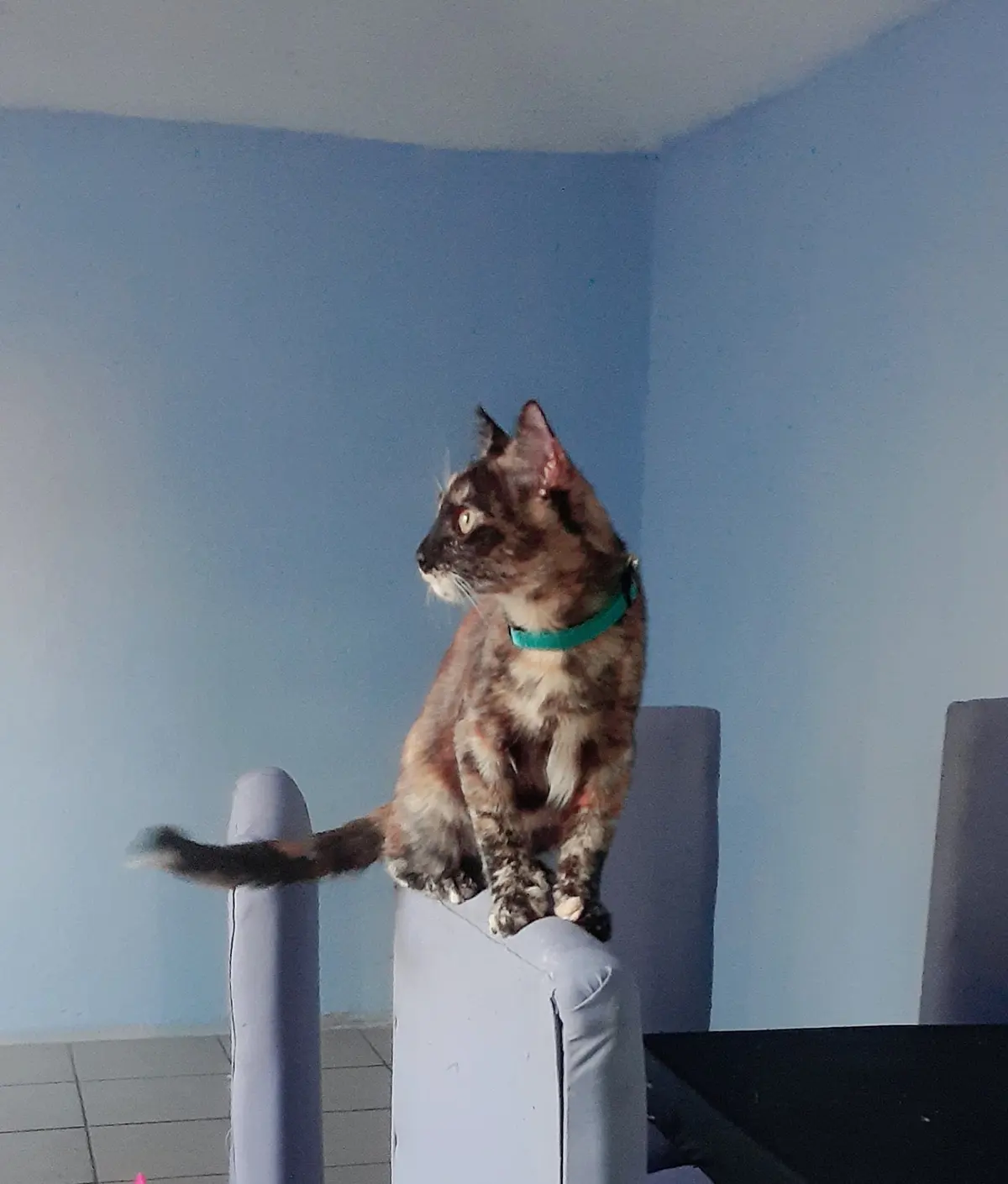 Veterinaria Angeles