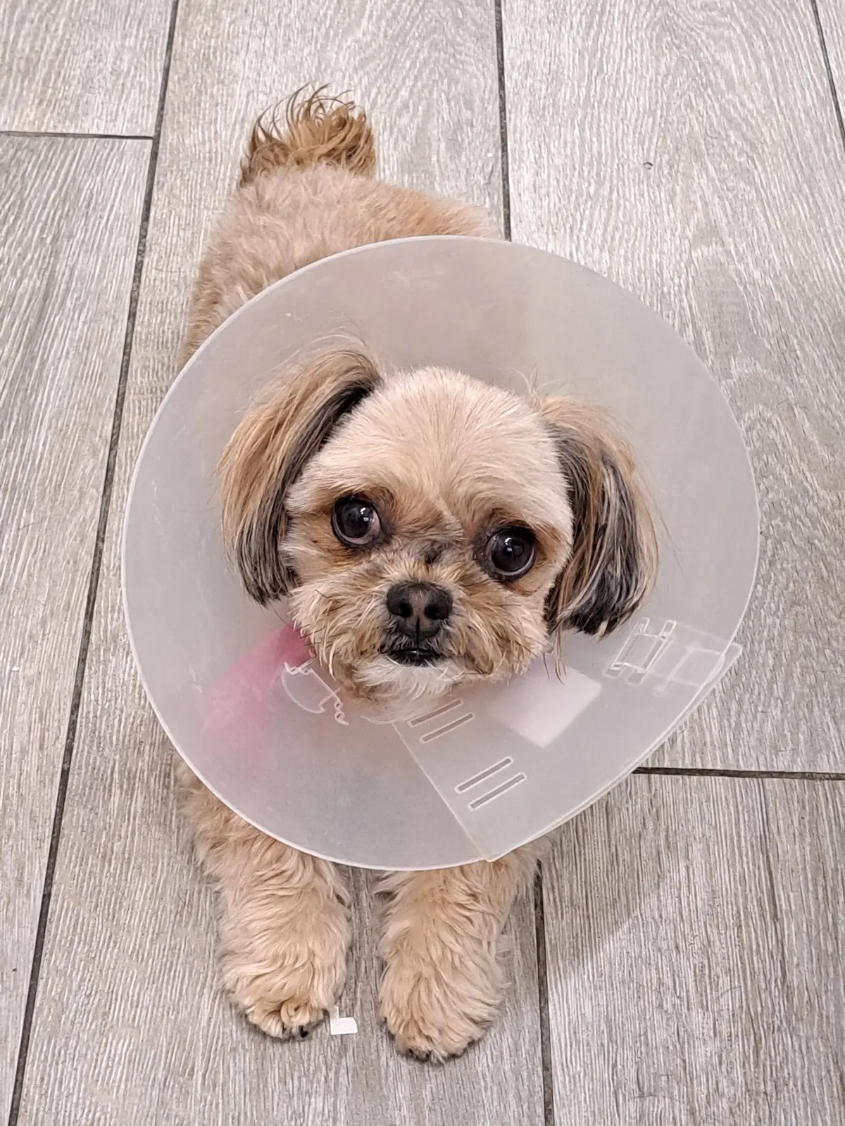 VETERINARIA CATALAN