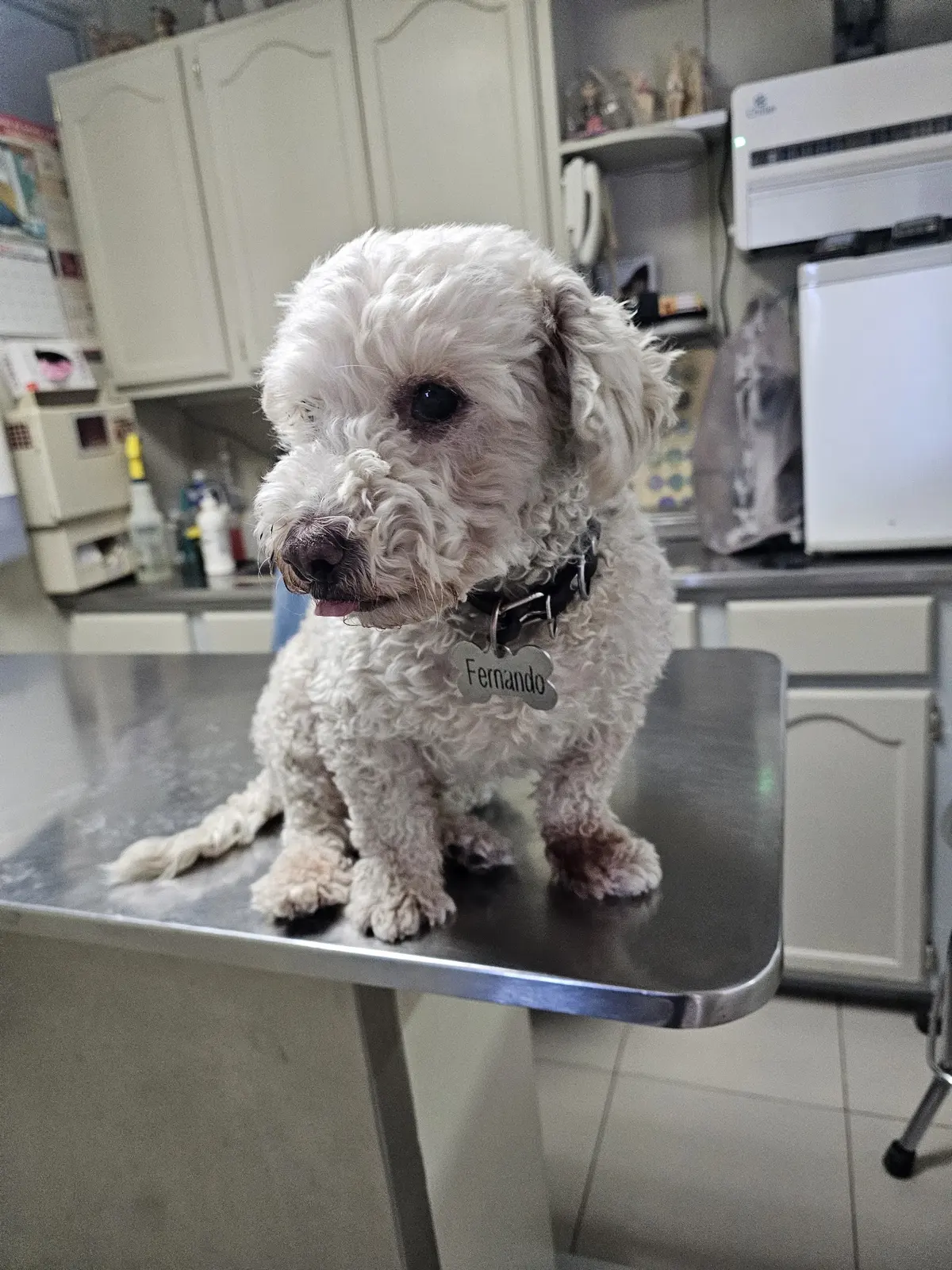 Veterinaria Dr. Mario De Leon — foto 3 de 3