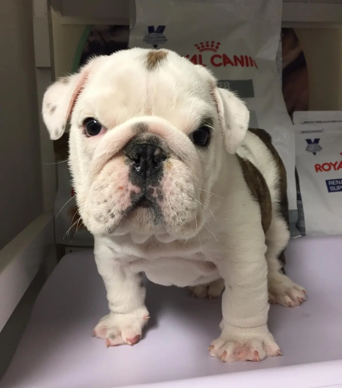 Veterinaria García
