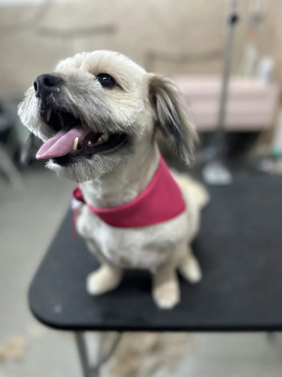 Veterinaria Juárez Nuevo — foto 2 de 3