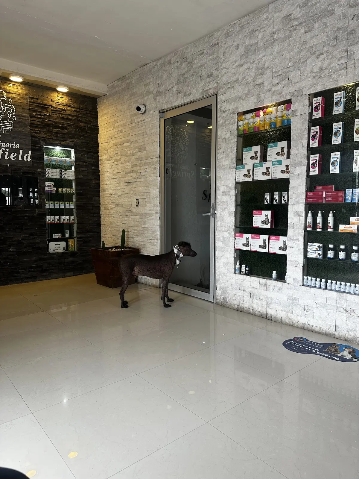 Veterinaria Springfield