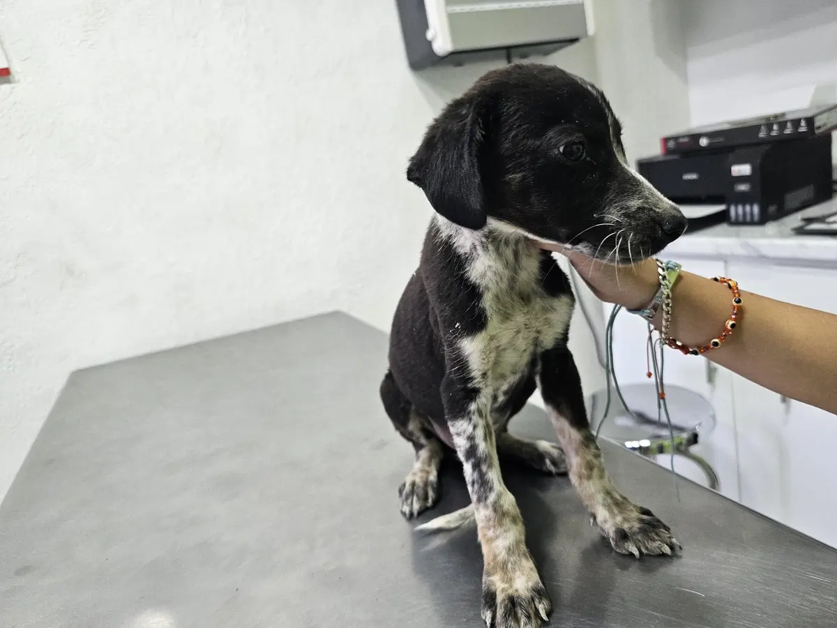 Veterinaria VIC&VET
