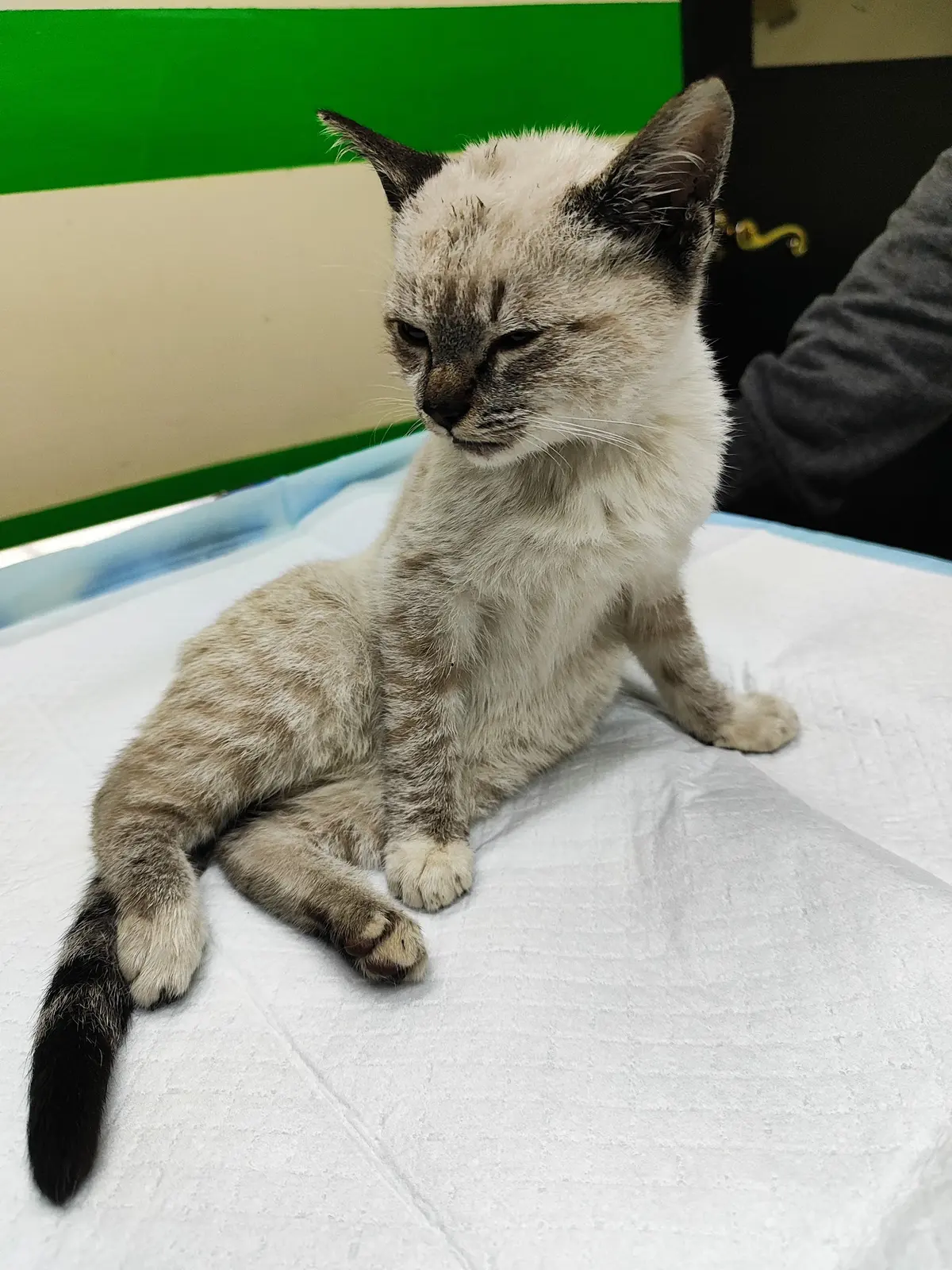 Clínica Integral Veterinaria Santa Lucía