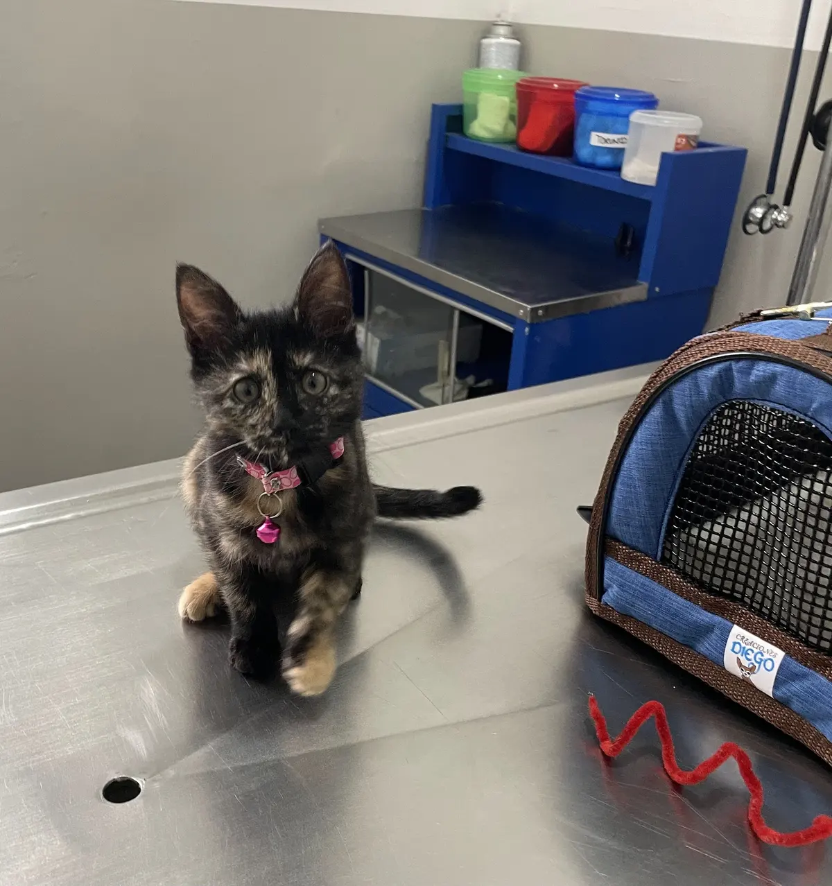 Exotic Veterinary Center