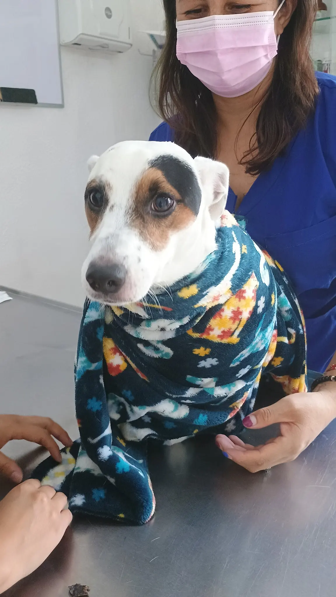 HOLIVET Clínica Holística Veterinaria