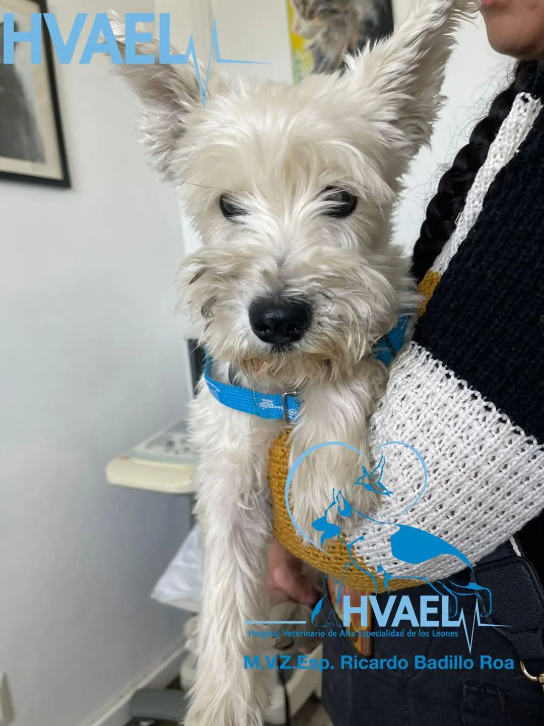 Hospital Veterinario de Alta Especialidad