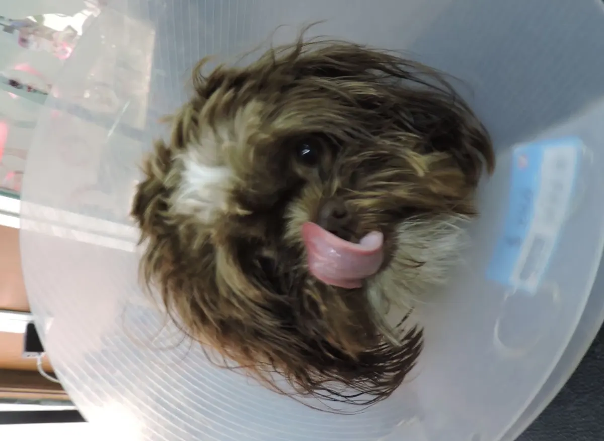 LAAM Veterinarios — foto 3 de 4