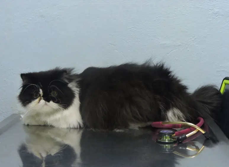 LAAM Veterinarios — foto 4 de 4