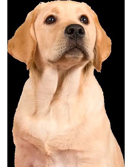 LMVets Servicio veterinario