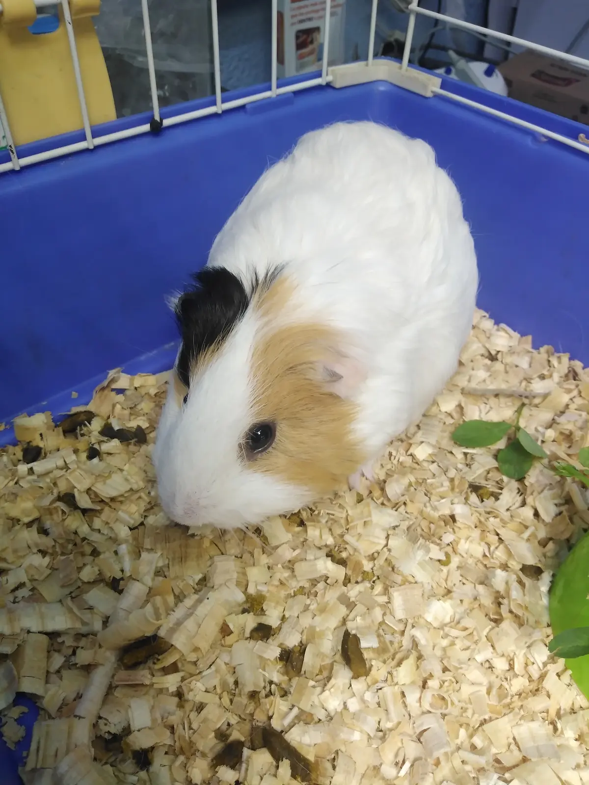 "Servín" Clínica Veterinaria