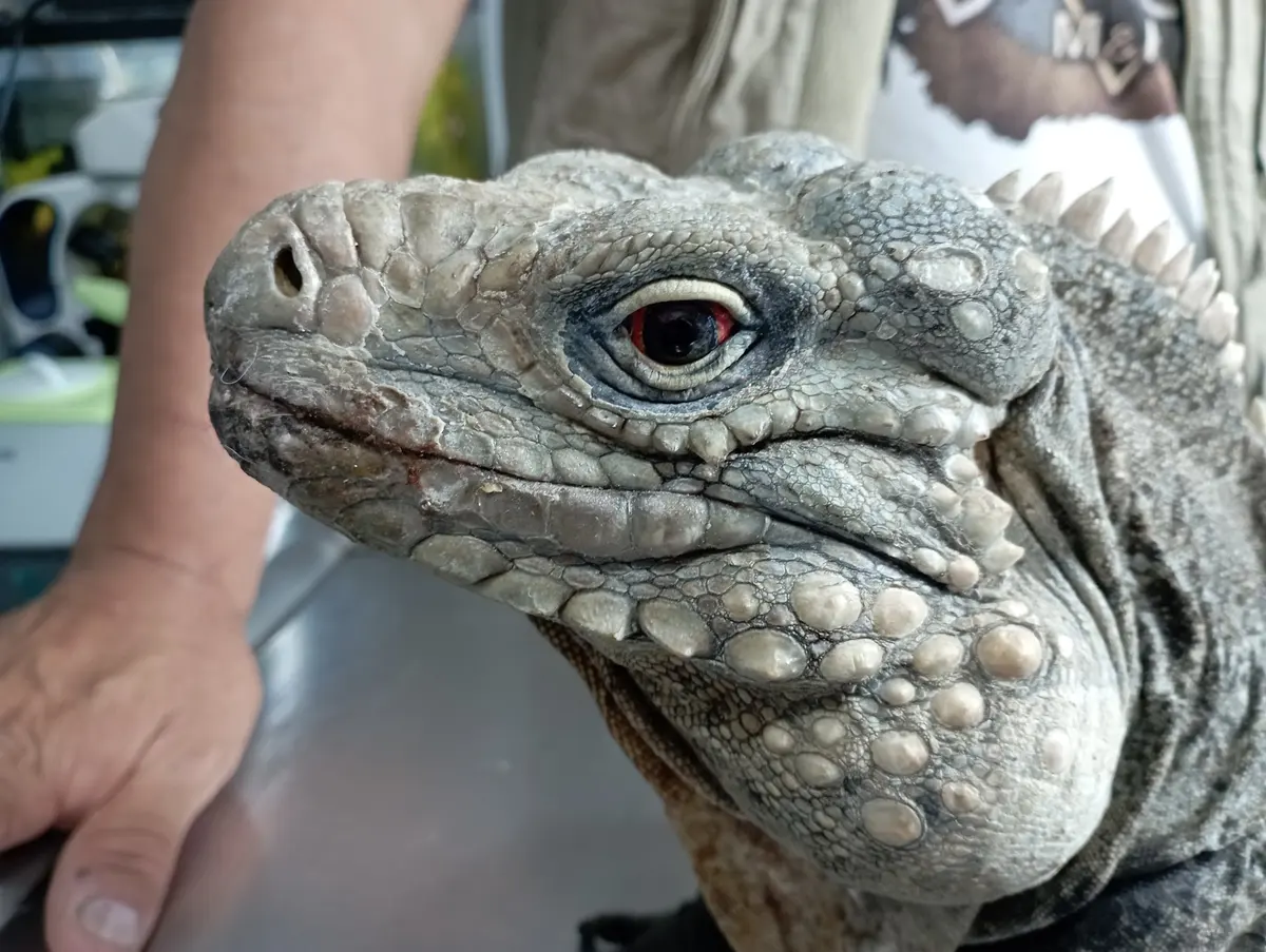 Tepayaxin Clínica Veterinaria