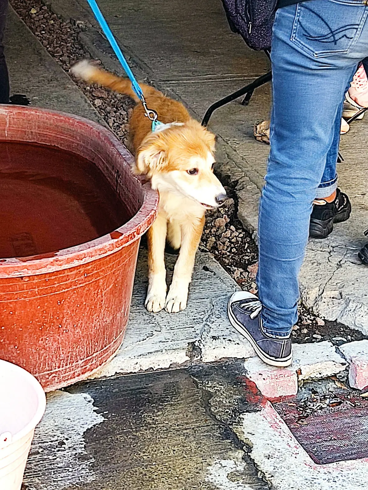 Centro De Control Canino — foto 3 de 3