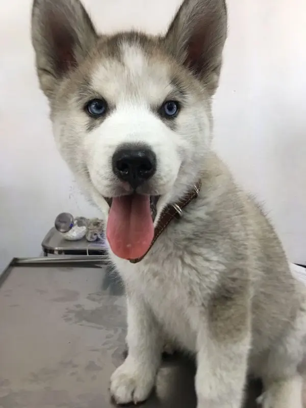 Centro Veterinario Leal — foto 1 de 1
