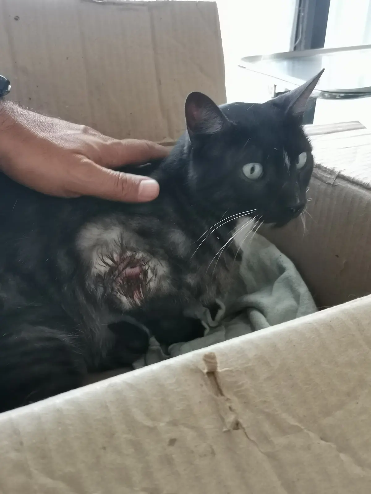 CLÍNICA VETERINARIA EGIPTO — foto 2 de 3