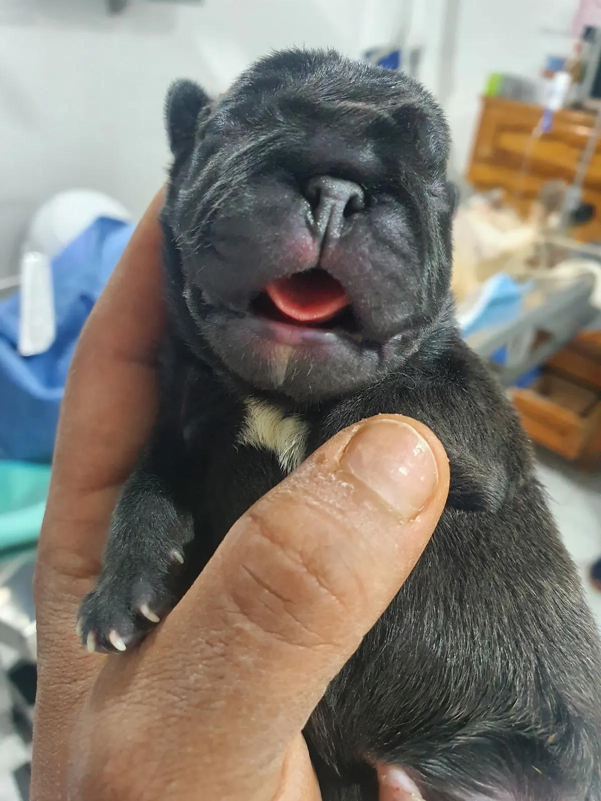 Clínica veterinaria k-chorros