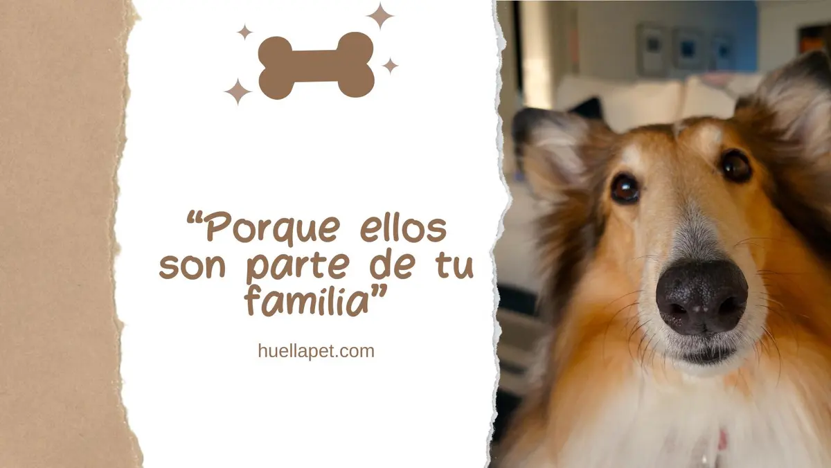 Consultorio Veterinario Huella Pet Recreo