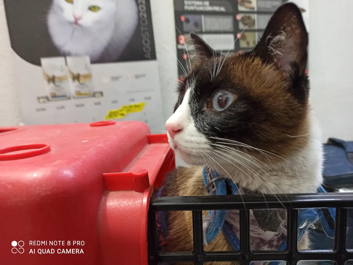 Hospital Veterinario