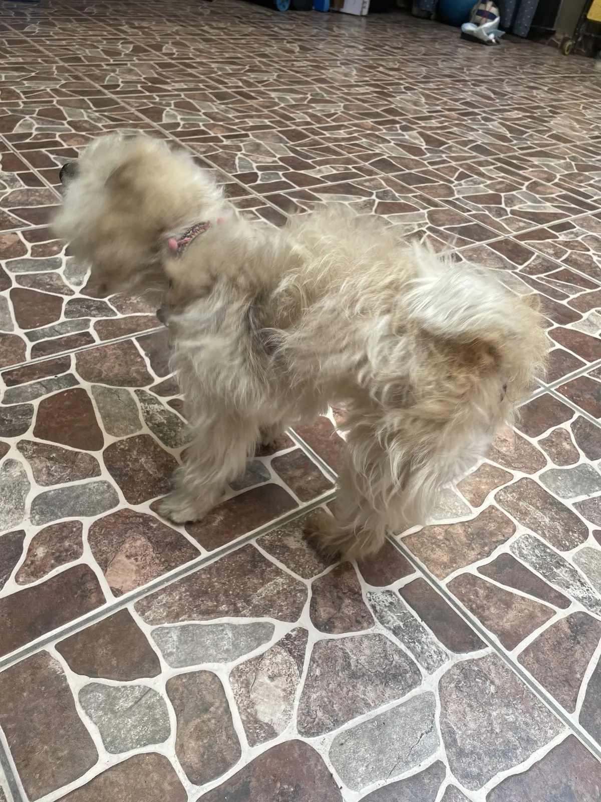 Innova Pets