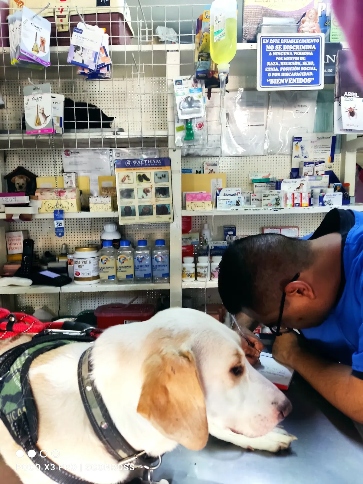 SMOLLY VETERINARIA