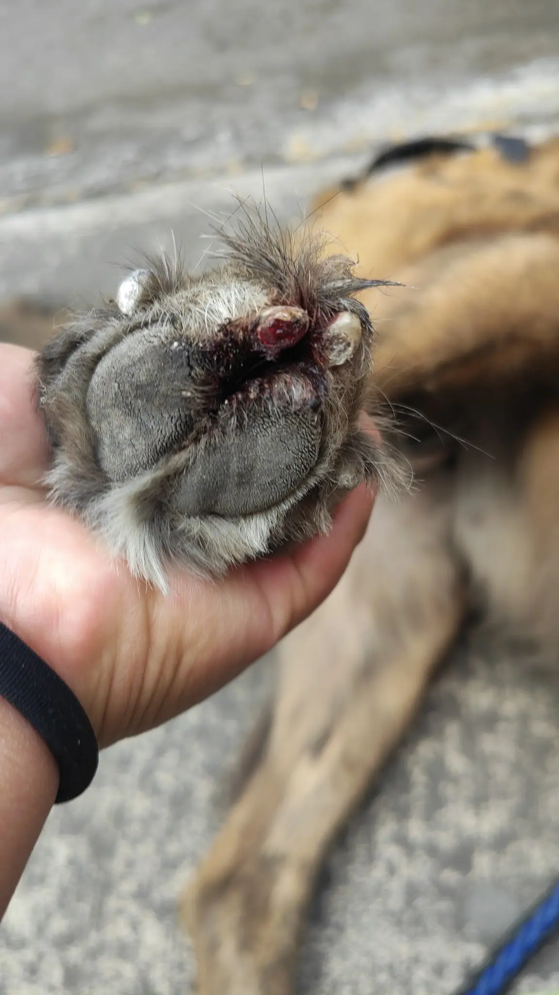 Veterinaria Huella Pet Santa Lucìa — foto 3 de 3