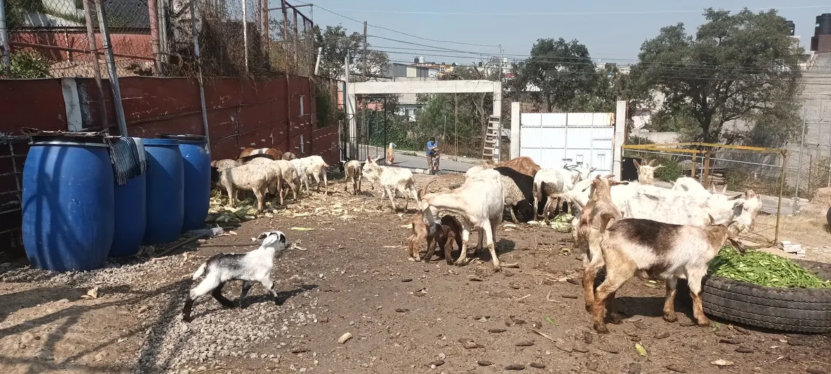 Veterinaria La Dama y el Vagabundo